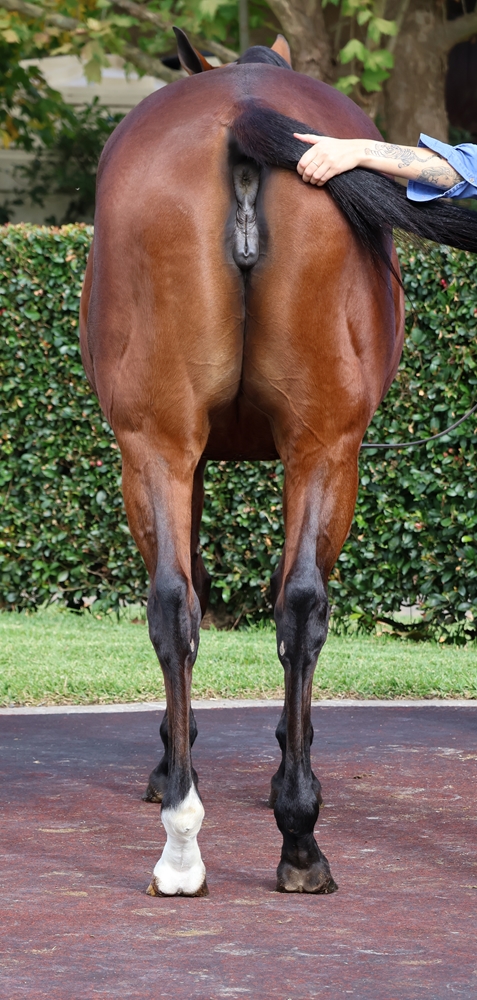 Ladybelucky (USA) - Image 4