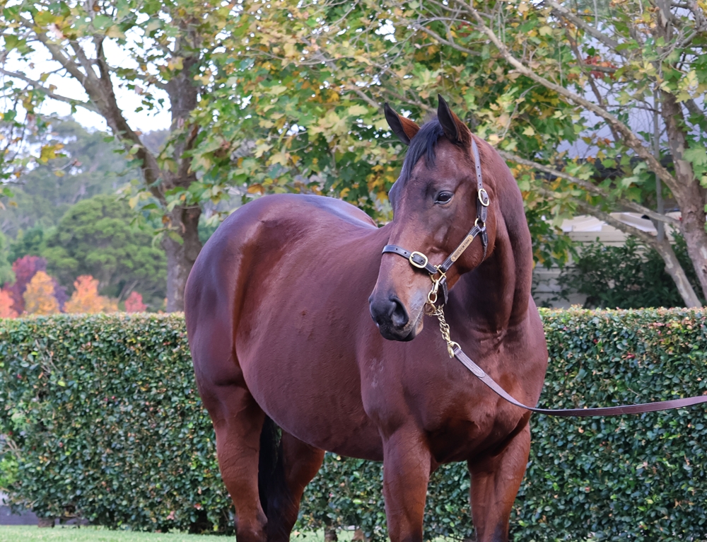 Sweet Baby Boom (AUS) - Image 2