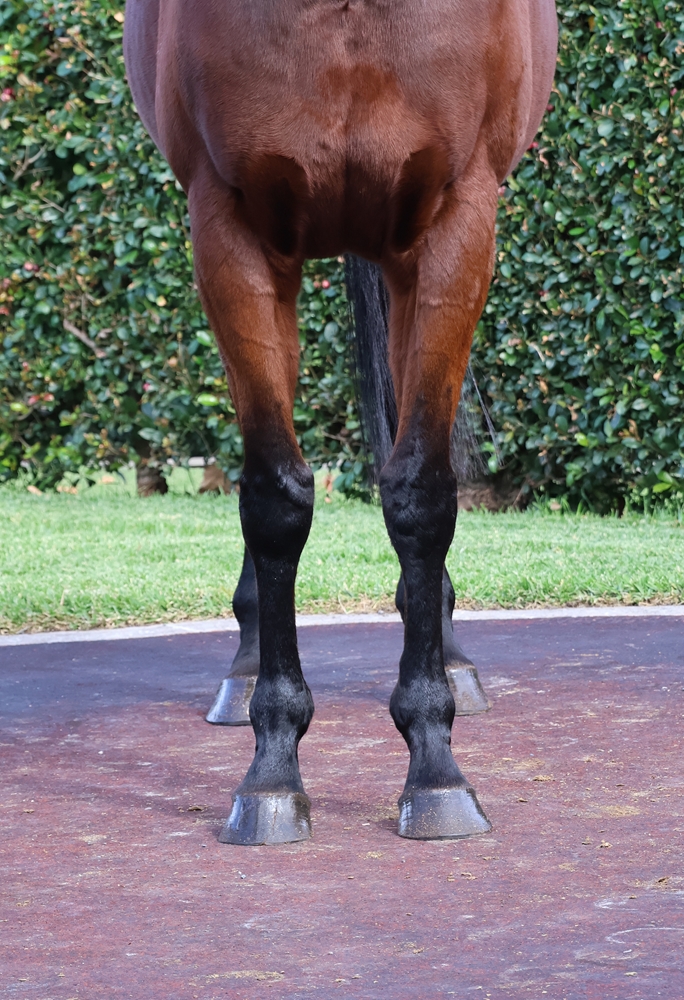 Sweet Baby Boom (AUS) - Image 3