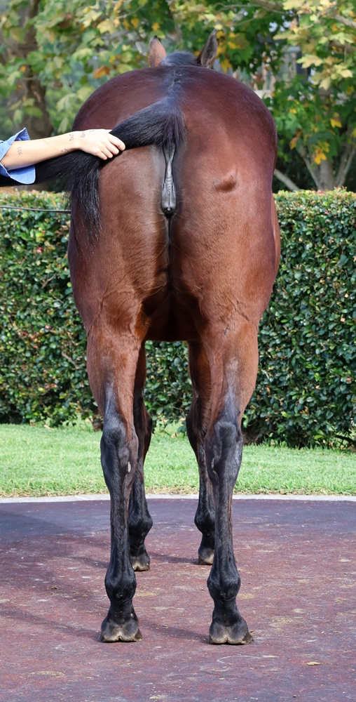 Sweet Baby Boom (AUS) - Image 4