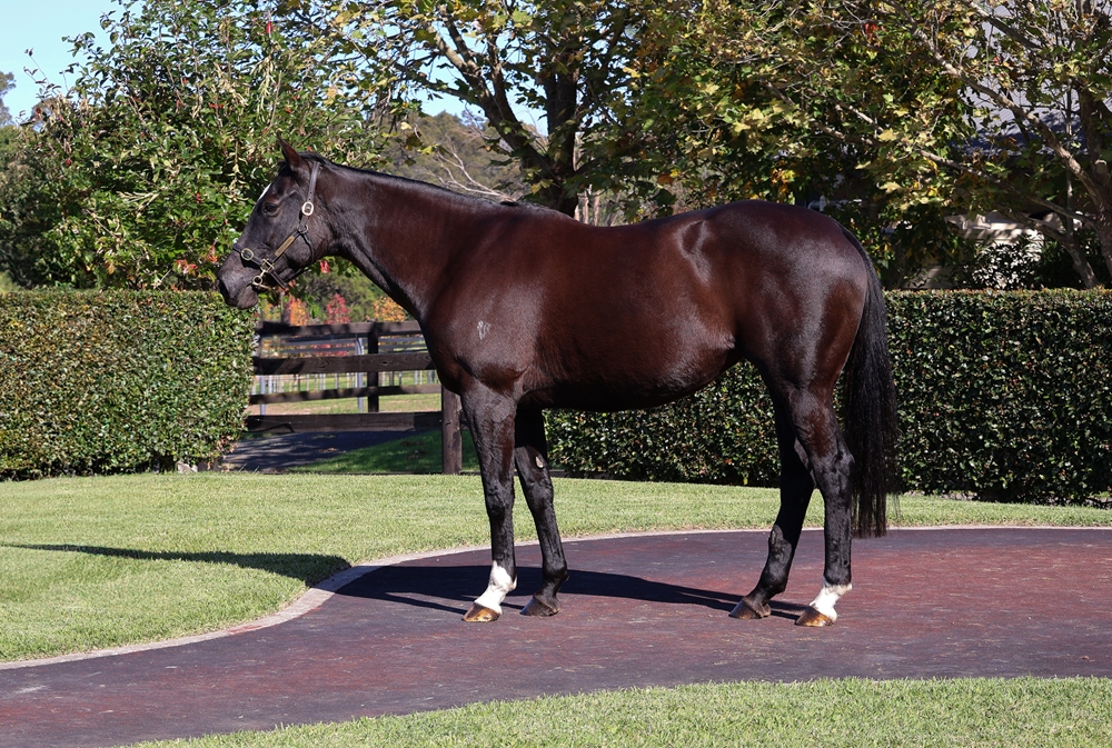 Tamahine (NZ) - Image 1
