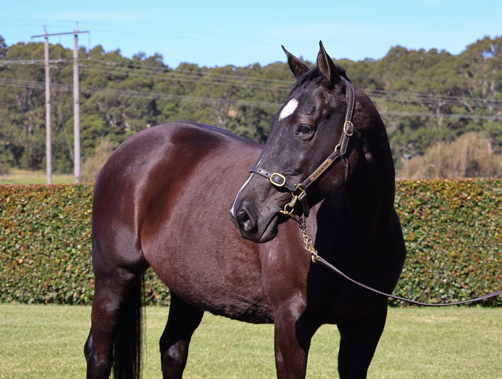 Tamahine (NZ) - Image 2