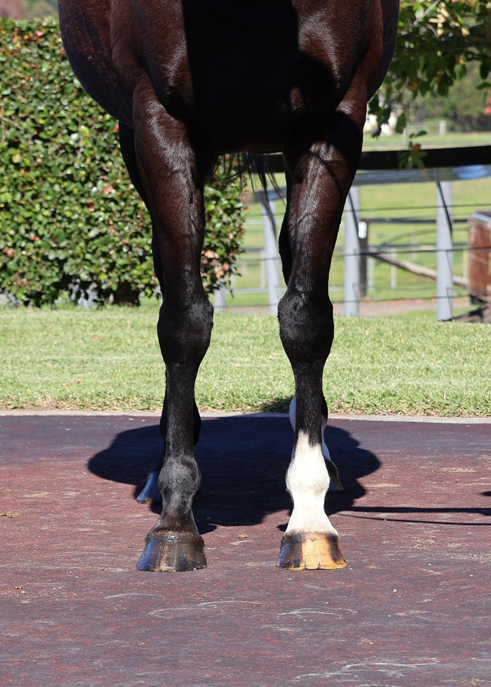 Tamahine (NZ) - Image 3