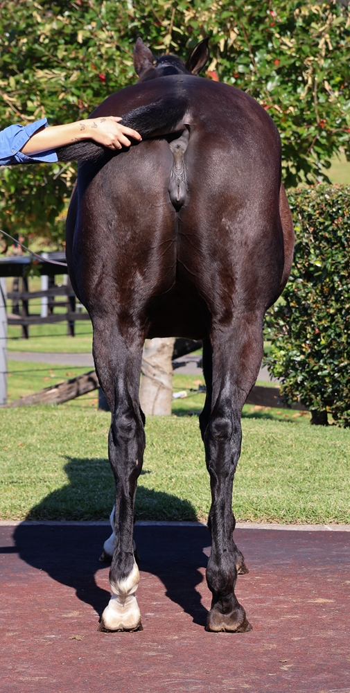 Tamahine (NZ) - Image 4