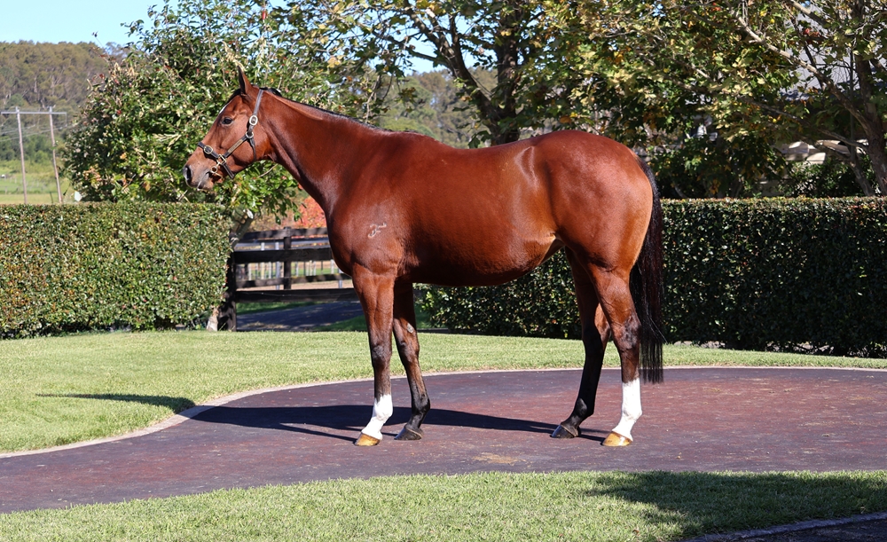 Traviata (AUS) - Image 1