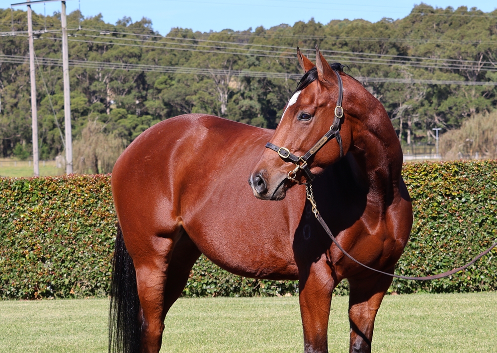 Traviata (AUS) - Image 2