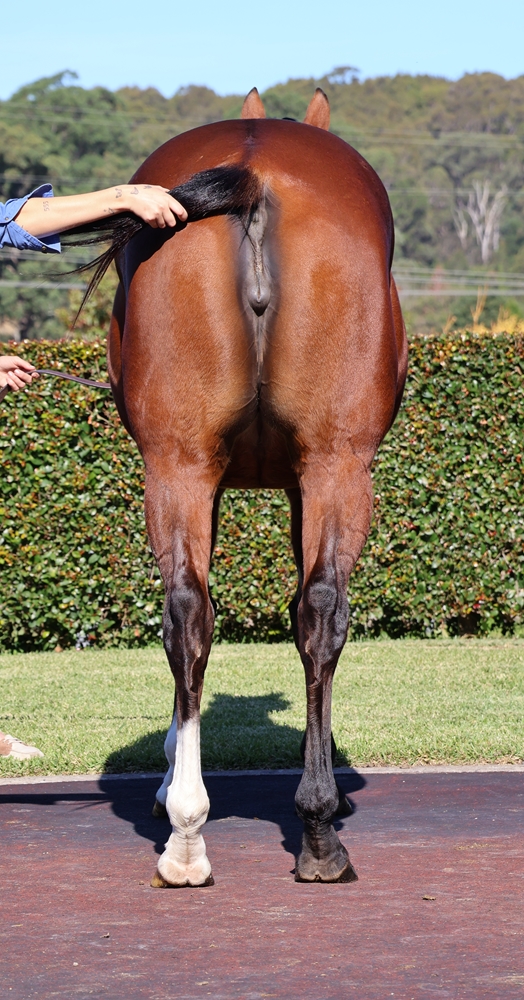 Traviata (AUS) - Image 4