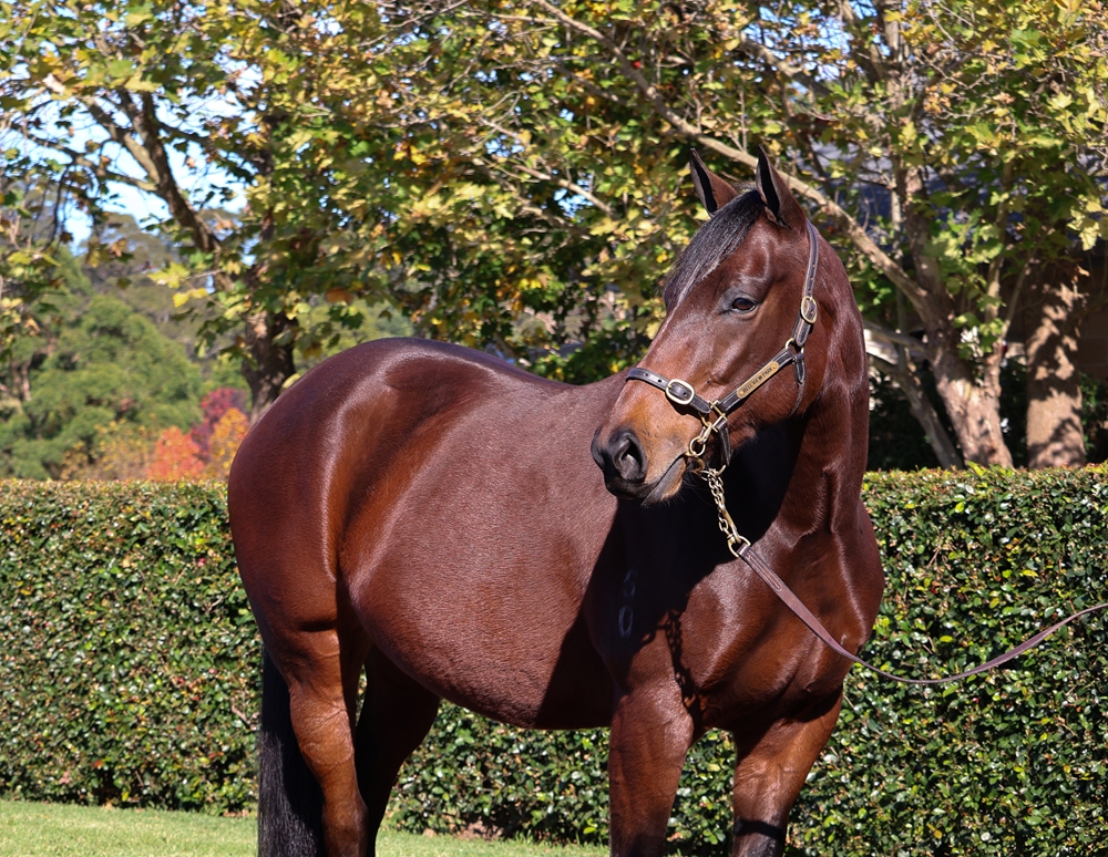 Zelta (AUS) - Image 2