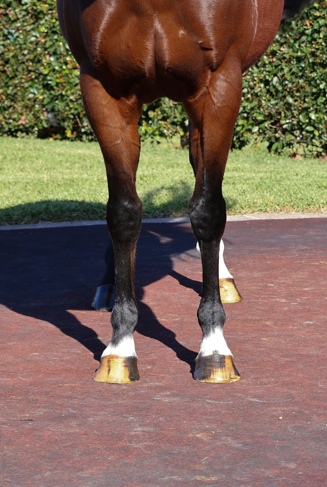 Zelta (AUS) - Image 3