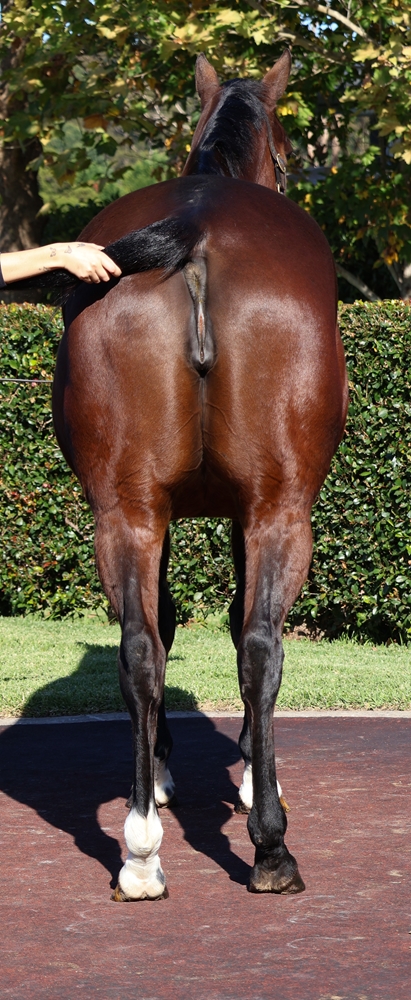 Zelta (AUS) - Image 4