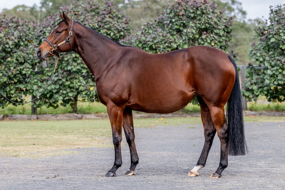 Faraah (IRE) - Image 1