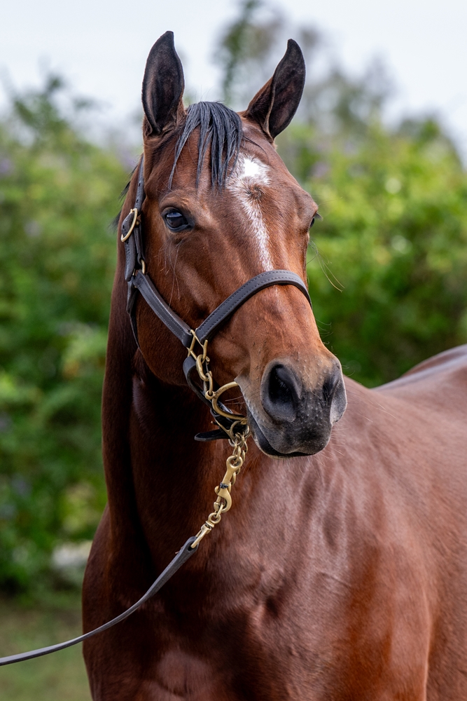 Faraah (IRE) - Image 2