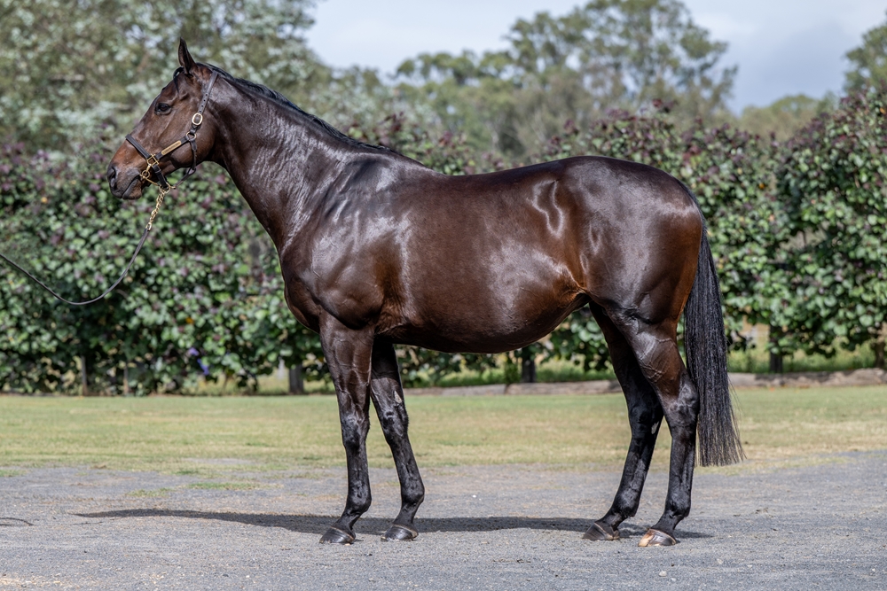 Pearl of Manama (USA) - Image 1