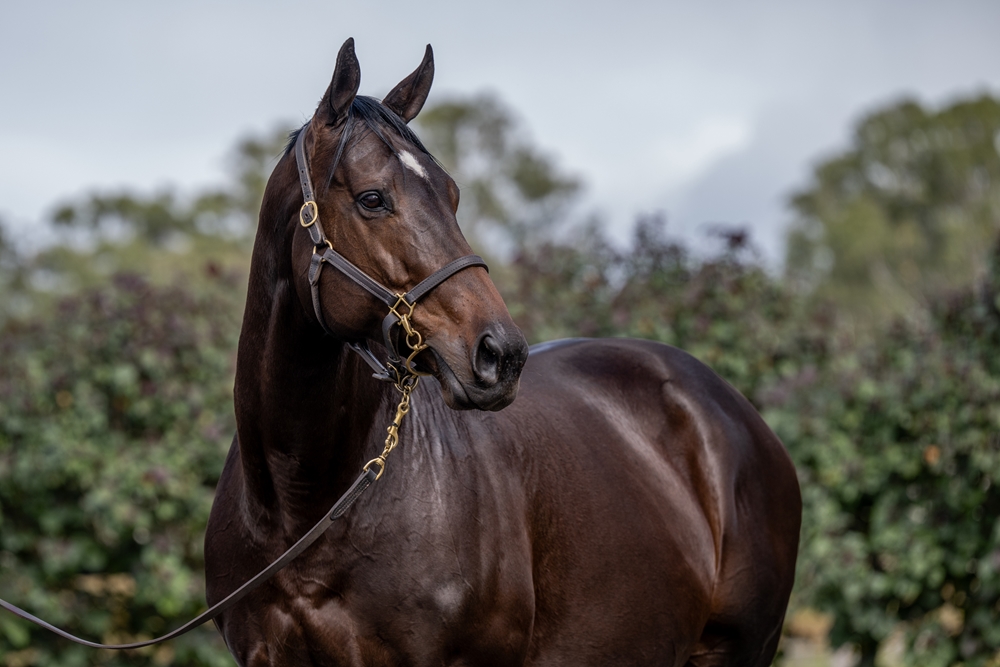 Pearl of Manama (USA) - Image 2