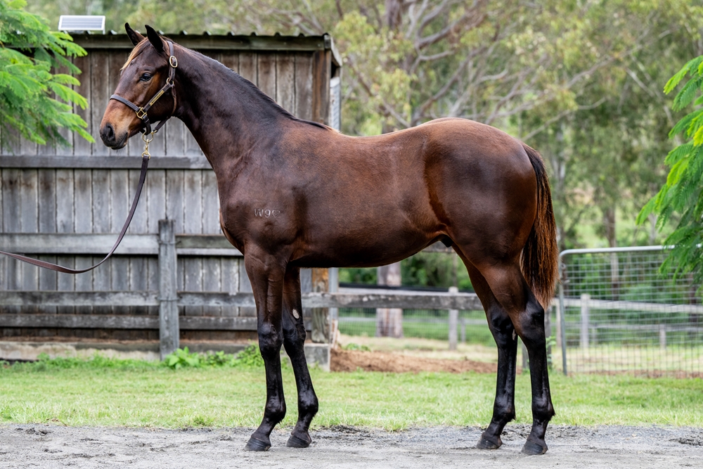 Spirit of Boom (AUS) / Temptress (AUS) 2024 Colt - Image 1
