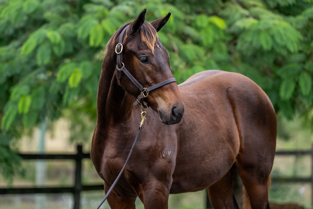 Spirit of Boom (AUS) / Temptress (AUS) 2024 Colt - Image 2