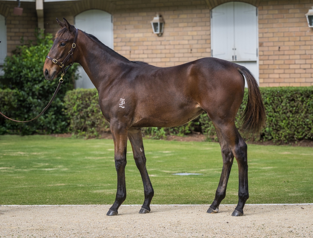 Victor Ludorum (GB) / Ghalia's Dream (AUS) 2024 Colt - Image 1