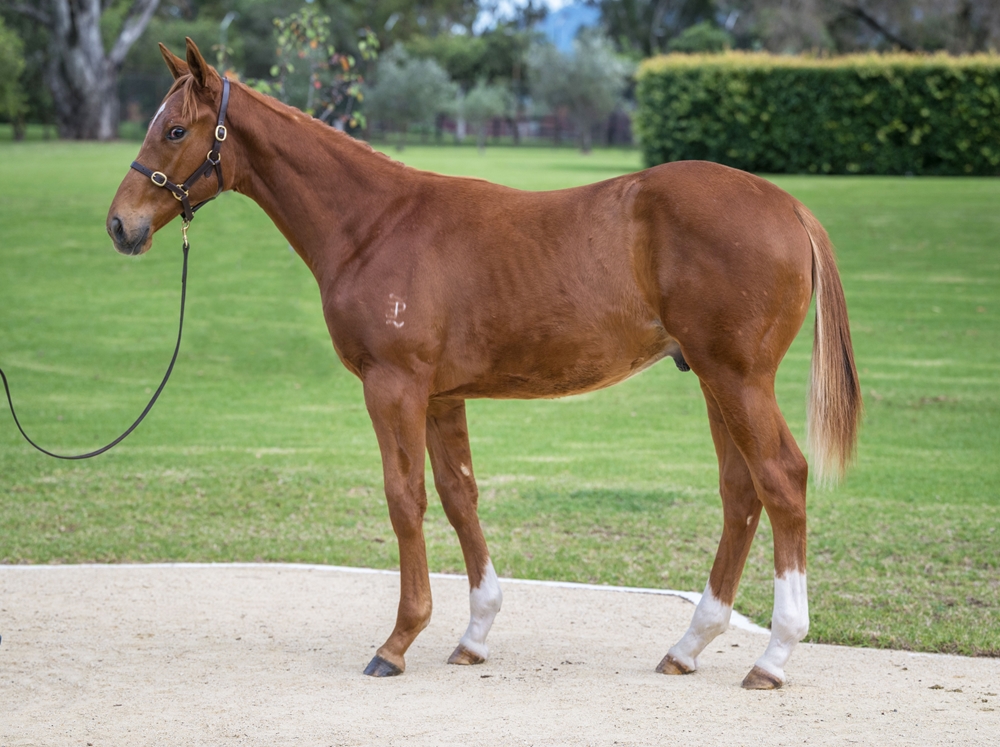 Star Turn (AUS) / Gharaam (AUS) 2024 Colt - Image 1