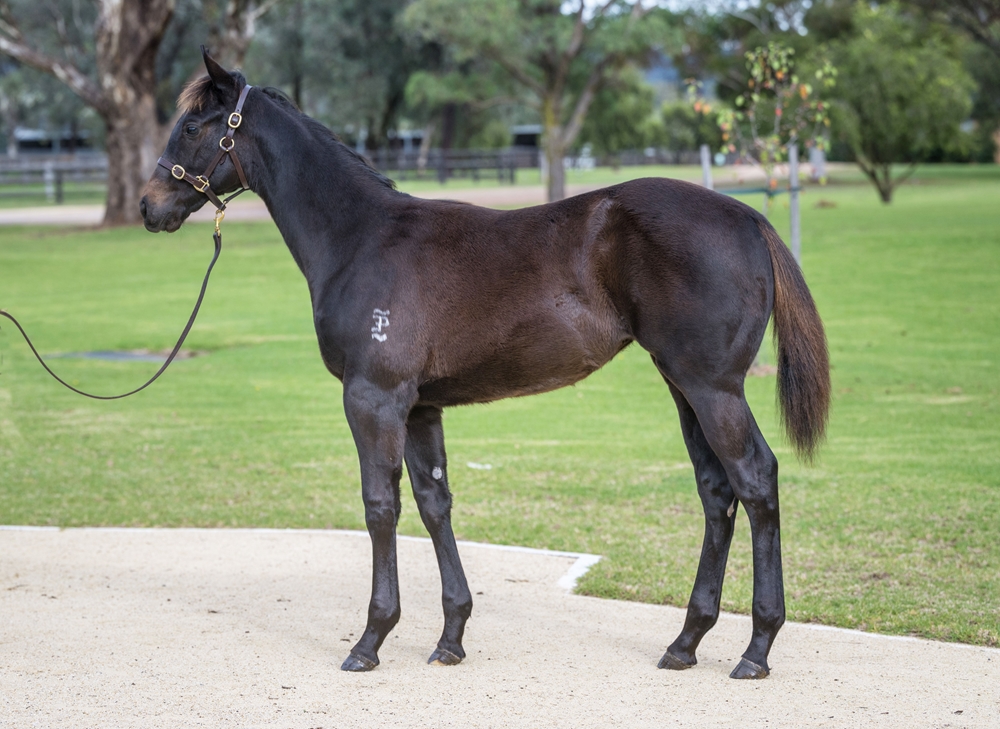 Supido (AUS) / Azyaan (AUS) 2024 Filly - Image 1