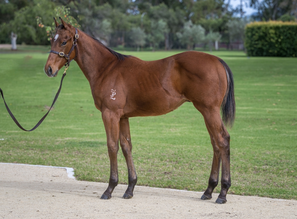 Tassort (AUS) / Balaabel (AUS) 2024 Colt - Image 1