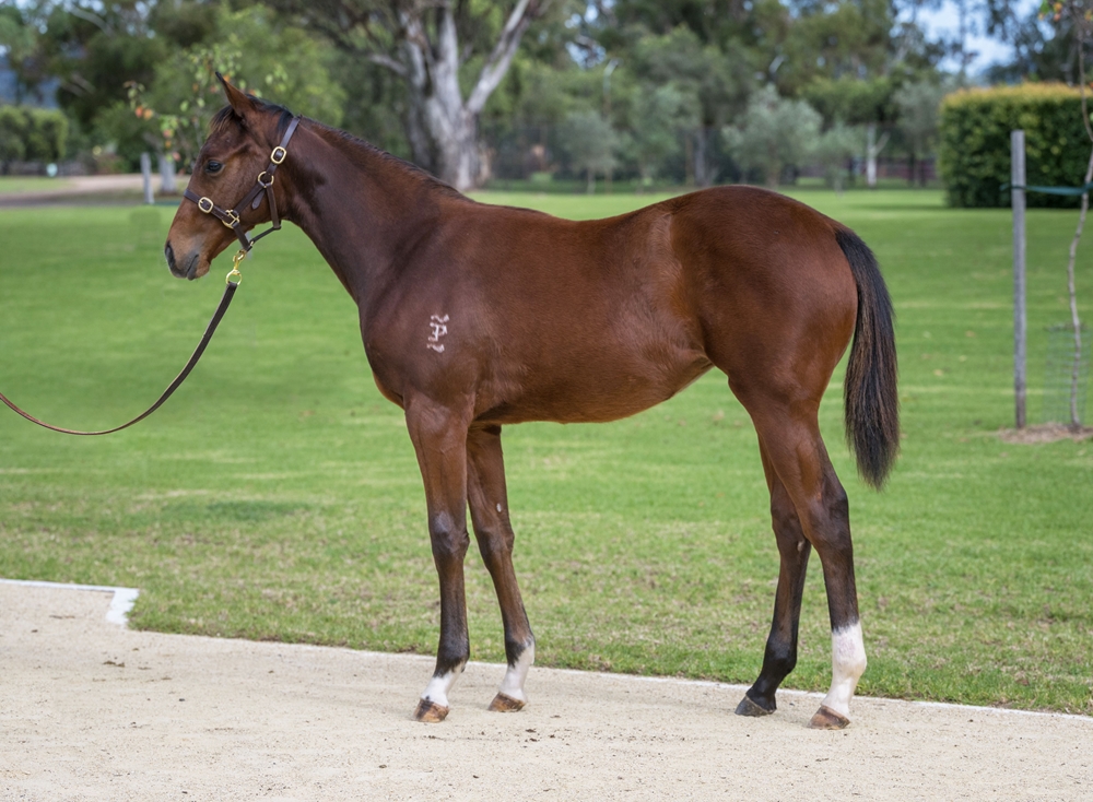 Supido (AUS) / Balqees (AUS) 2024 Filly - Image 1