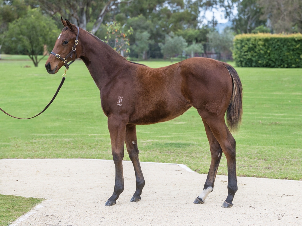 Capitalist (AUS) / Enjaaz (AUS) 2024 Filly - Image 1