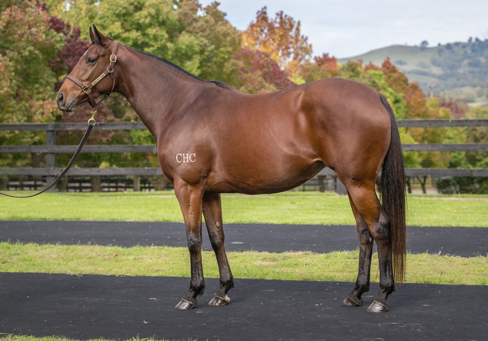 Bolsheviks (AUS) - Image 1