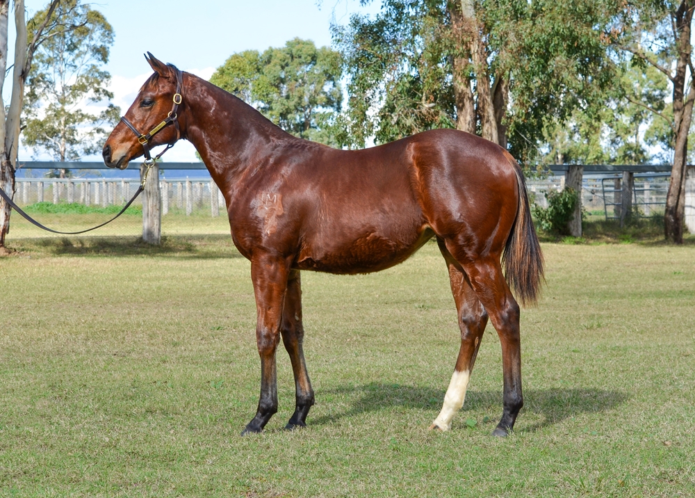 Stay Inside (AUS) / Dinado (AUS) 2024 Filly - Image 1