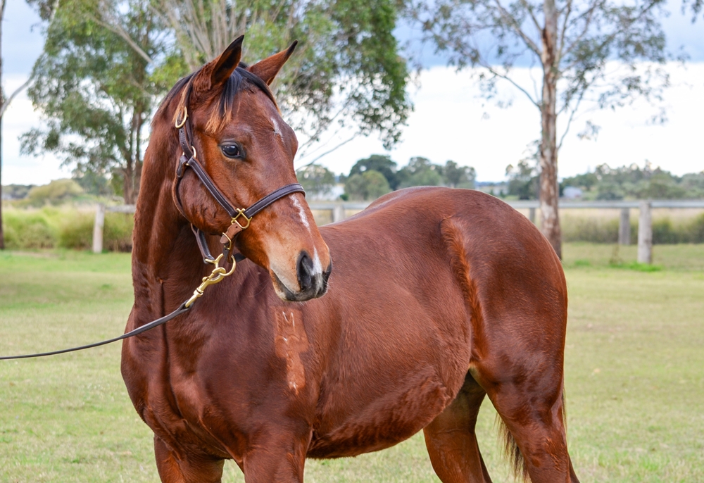 Stay Inside (AUS) / Dinado (AUS) 2024 Filly - Image 2