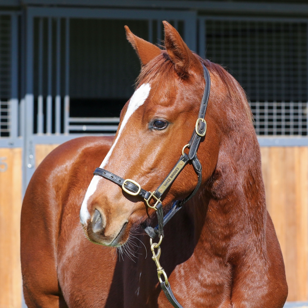 Toronado (IRE) / Lunakorn (AUS) 2024 Colt - Image 2