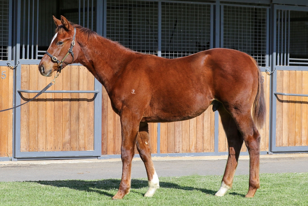 Toronado (IRE) / Queen of the World (GB) 2024 Colt - Image 1