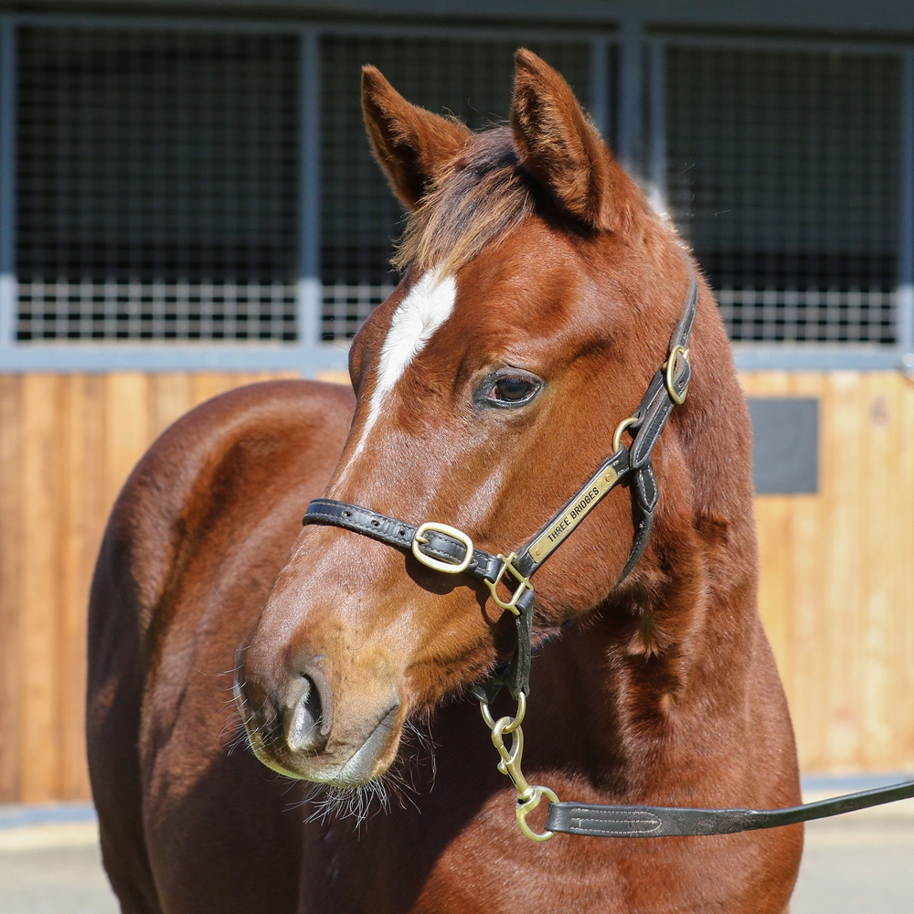Toronado (IRE) / Queen of the World (GB) 2024 Colt - Image 2