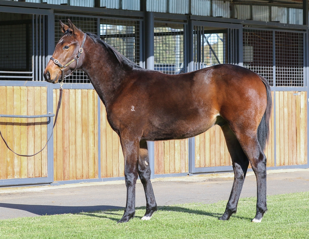 Toronado (IRE) / Chantrea (AUS) 2024 Colt - Image 1