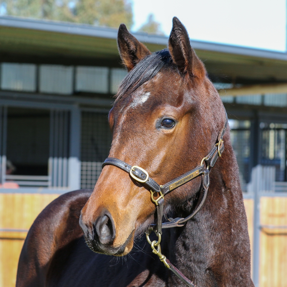 Toronado (IRE) / Chantrea (AUS) 2024 Colt - Image 2