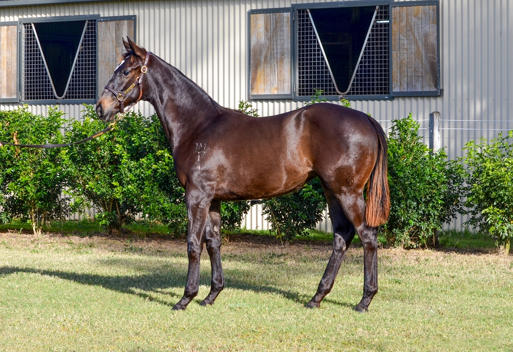 Hitotsu (AUS) / After Thought (AUS) 2024 Filly - Image 1