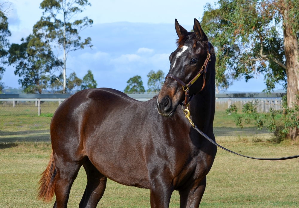 Hitotsu (AUS) / After Thought (AUS) 2024 Filly - Image 2