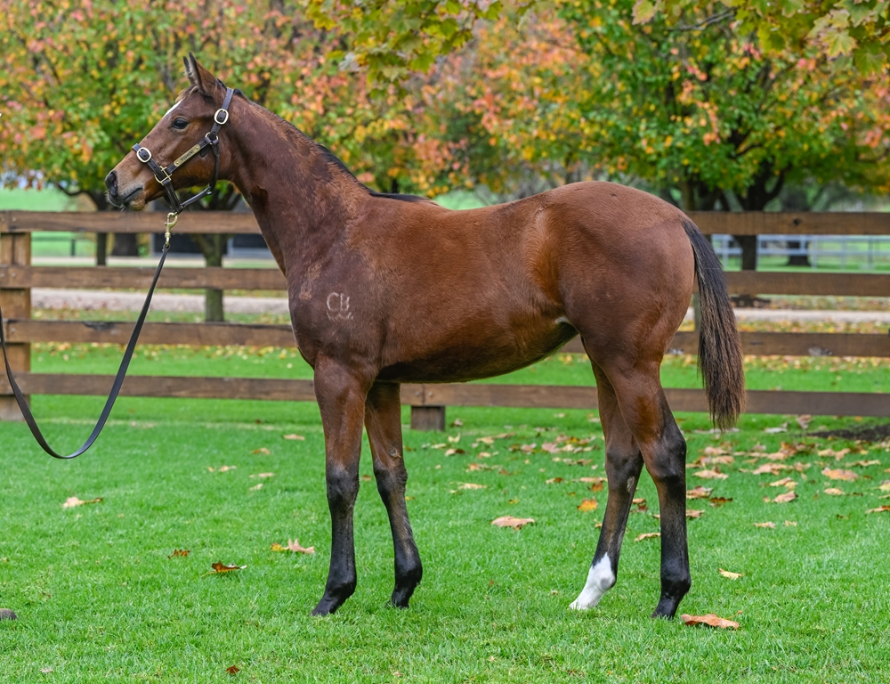 Capitalist (AUS) / Florent (AUS) 2024 Filly - Image 1