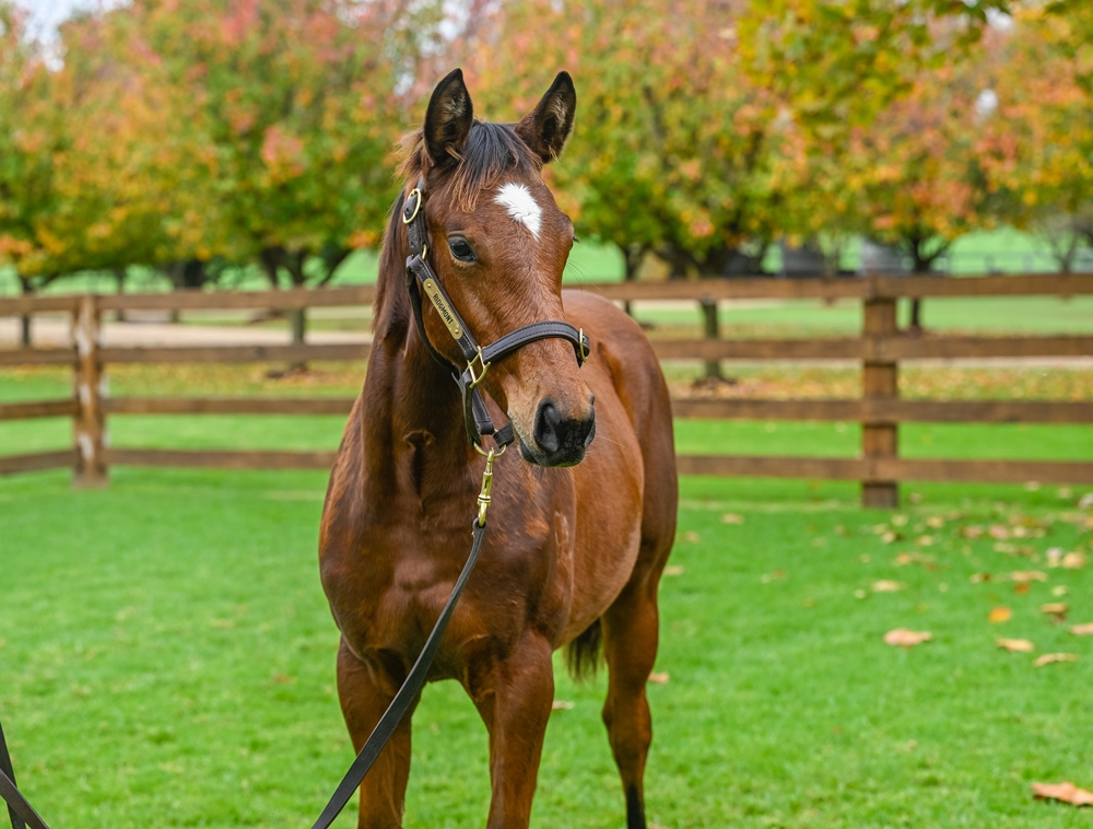 Capitalist (AUS) / Florent (AUS) 2024 Filly - Image 2