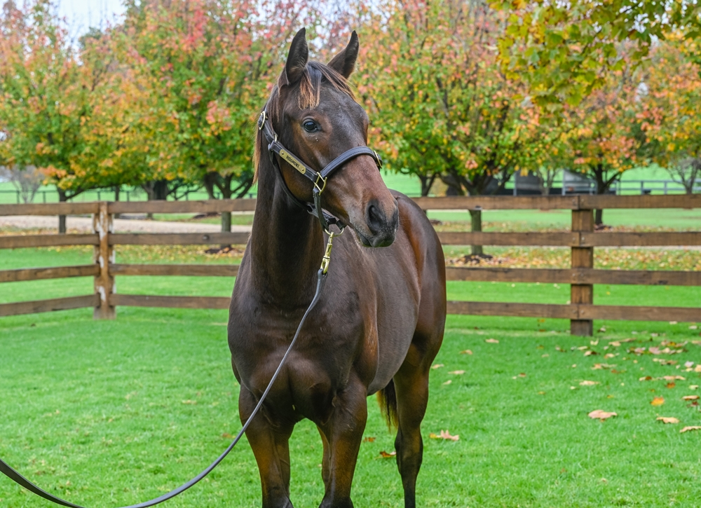 So You Think (NZ) / Zenon (AUS) 2024 Colt - Image 2