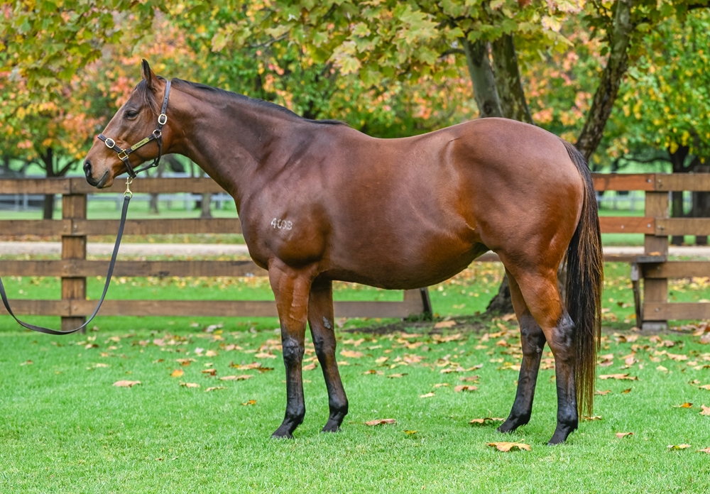 Too Good Too Hard (AUS) - Image 1