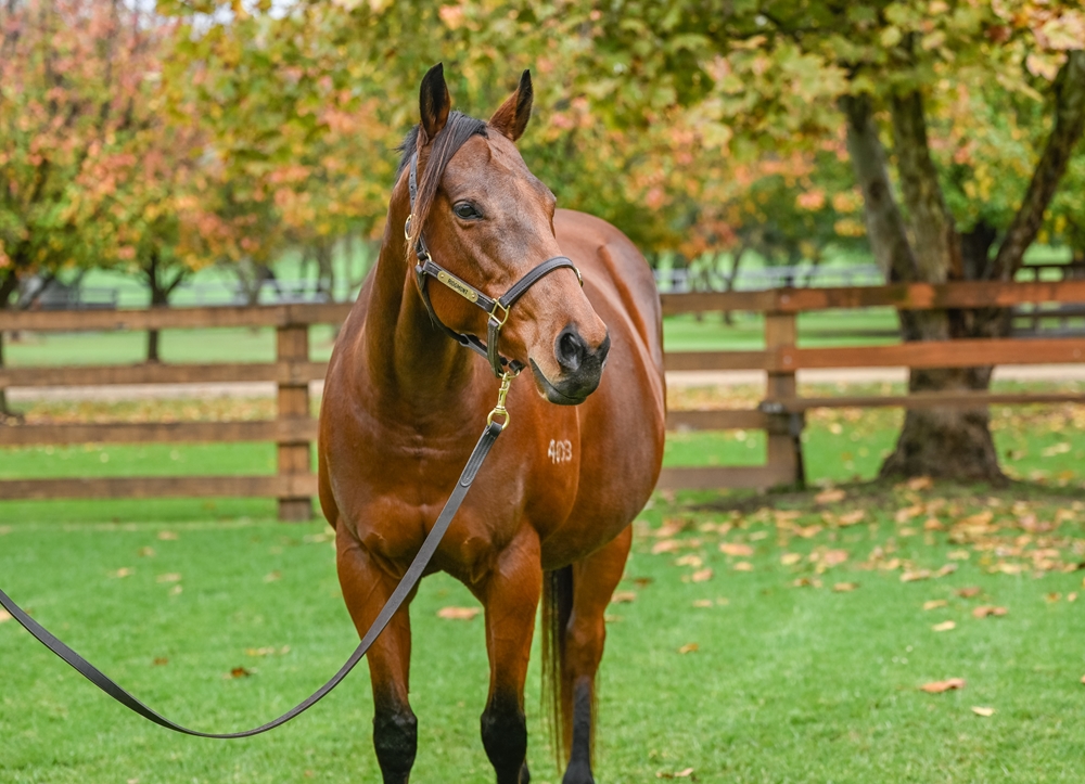 Too Good Too Hard (AUS) - Image 2