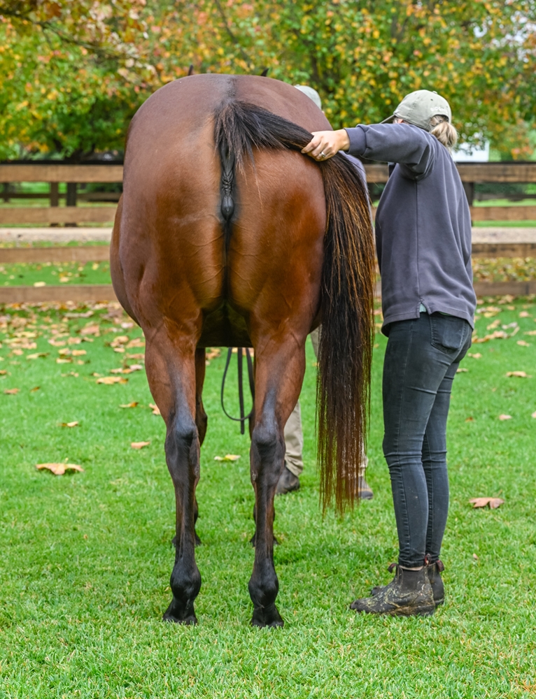 Too Good Too Hard (AUS) - Image 3