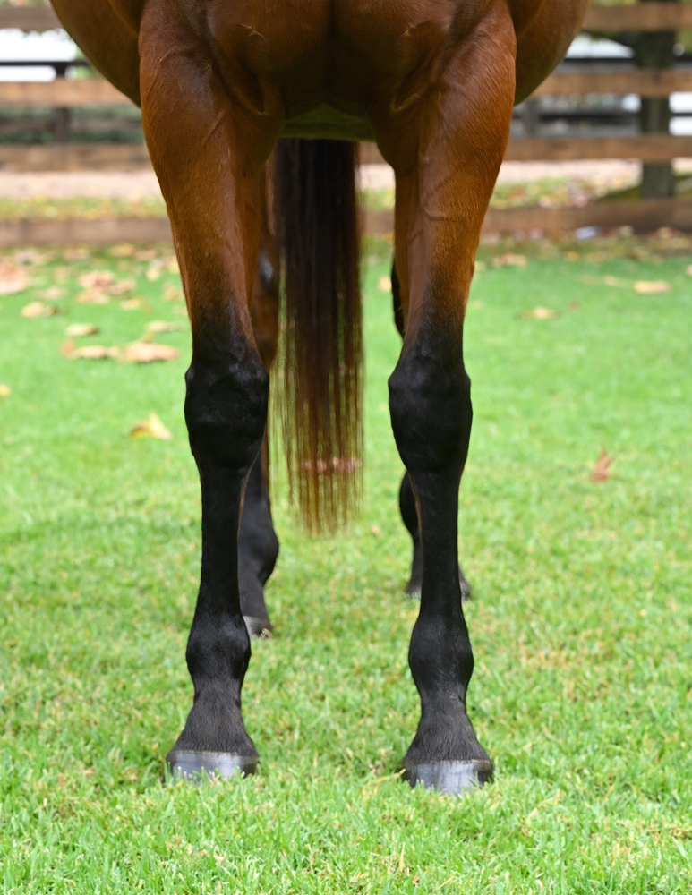 Too Good Too Hard (AUS) - Image 4