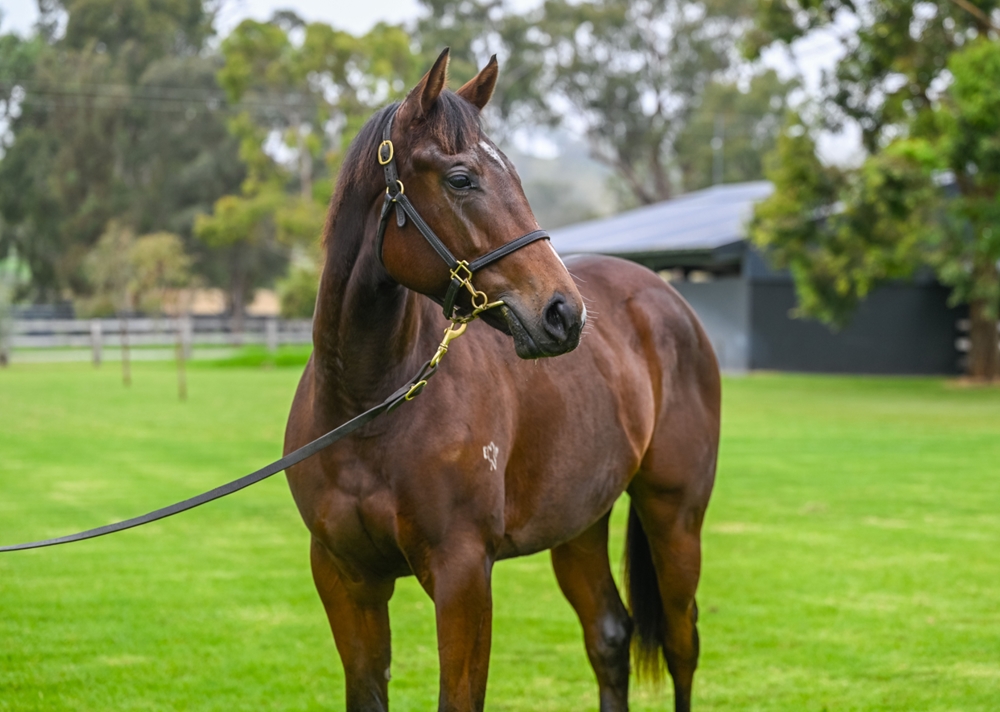 Hanseatic (AUS) / Trophies Galore (AUS) 2023 Filly - Image 1