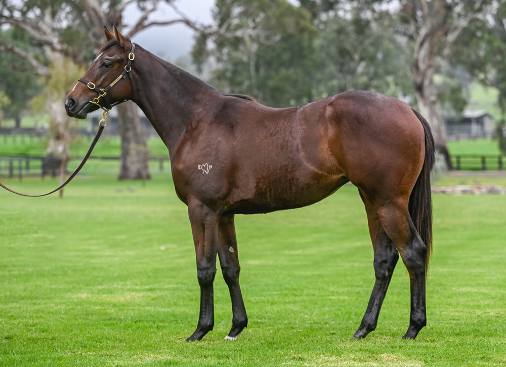 Hanseatic (AUS) / Trophies Galore (AUS) 2023 Filly - Image 2