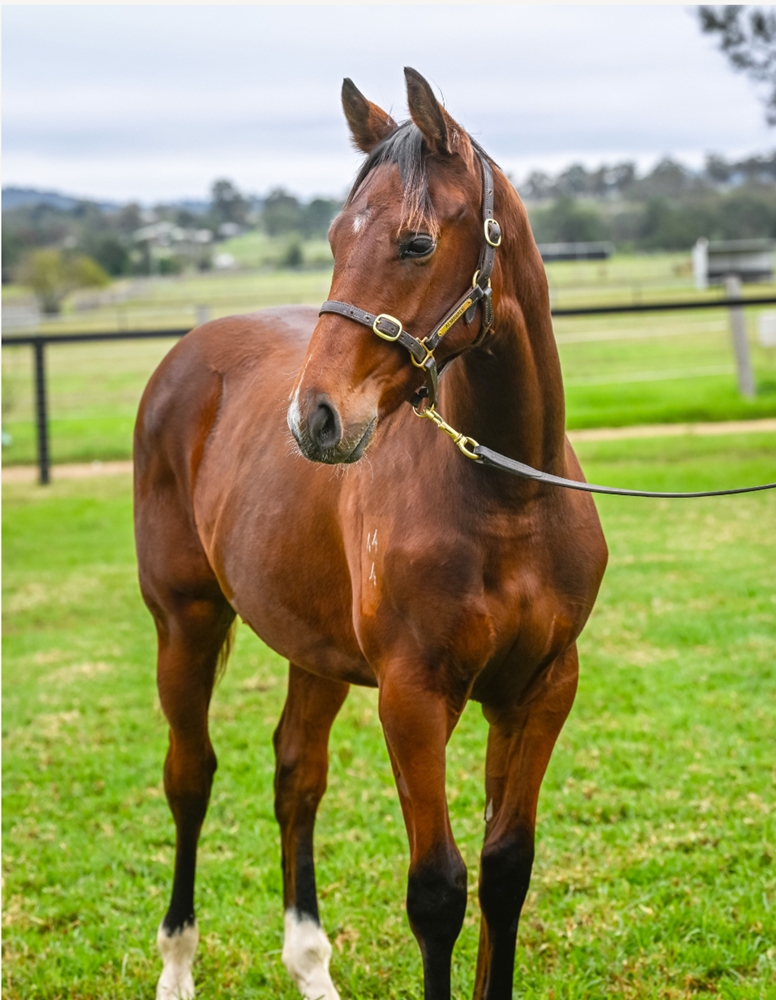 Churchill (IRE) / Lilakai (AUS) 2024 Colt - Image 1