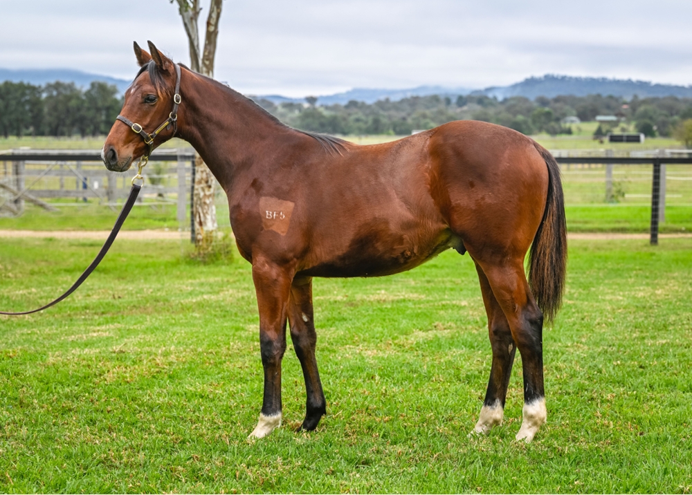 Churchill (IRE) / Lilakai (AUS) 2024 Colt - Image 2