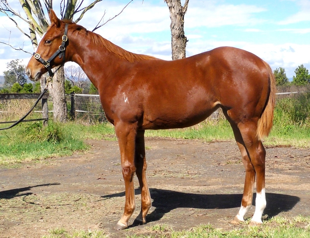 Showtime (AUS) / Rosinca (AUS) 2024 Filly - Image 1