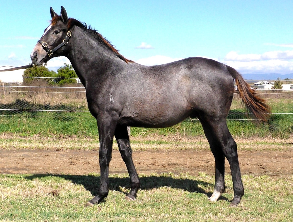 Top Ranked (IRE) / Betty Whitegold (AUS) 2024 Colt - Image 1