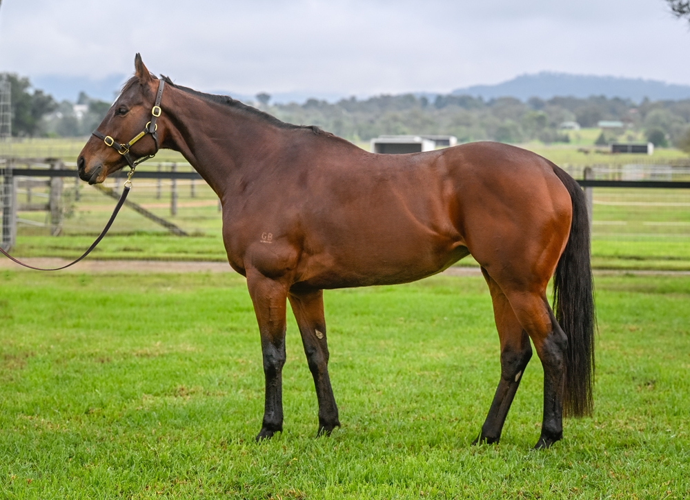 Secret Glamour (AUS) - Image 1